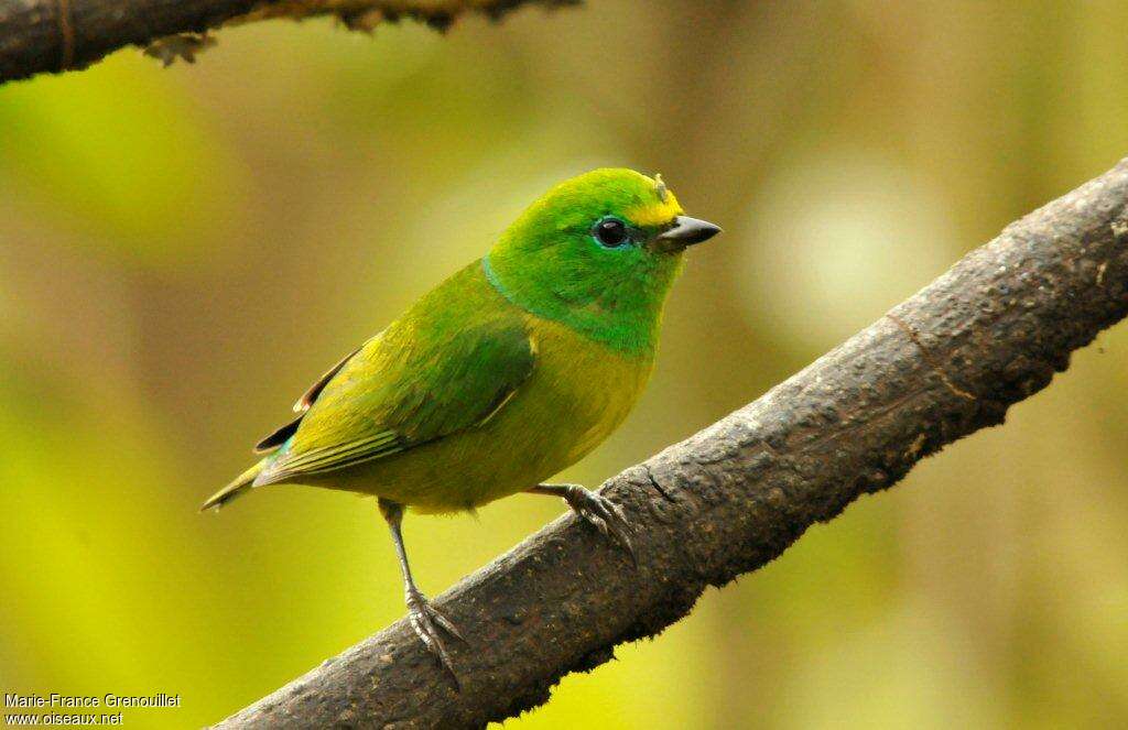 Blue-naped Chlorophonia female adult, identification