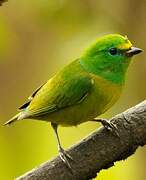 Blue-naped Chlorophonia