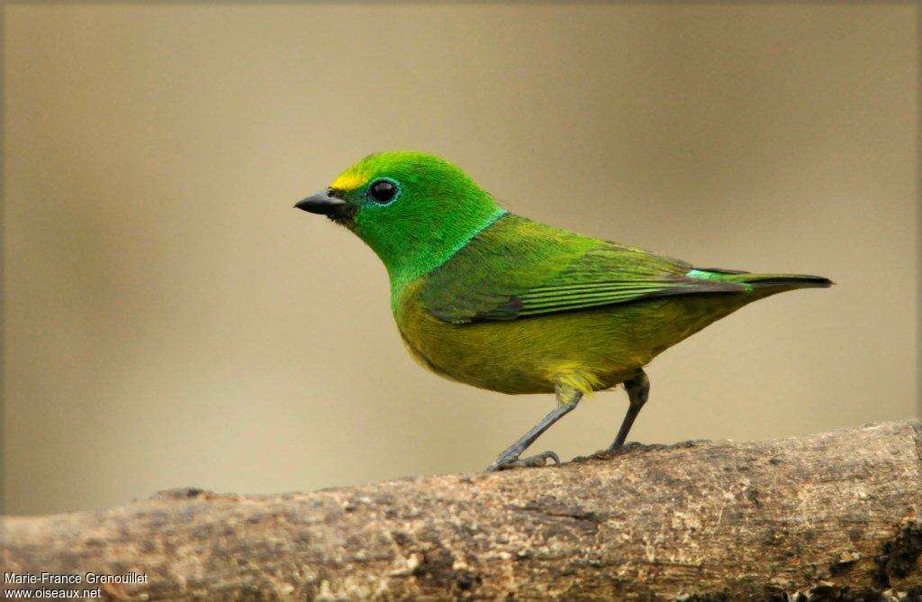 Blue-naped Chlorophonia female adult, identification