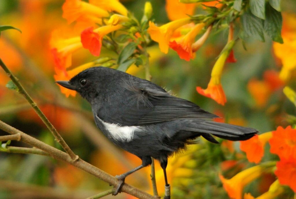 White-sided Flowerpiercer male adult