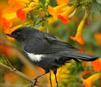 White-sided Flowerpiercer