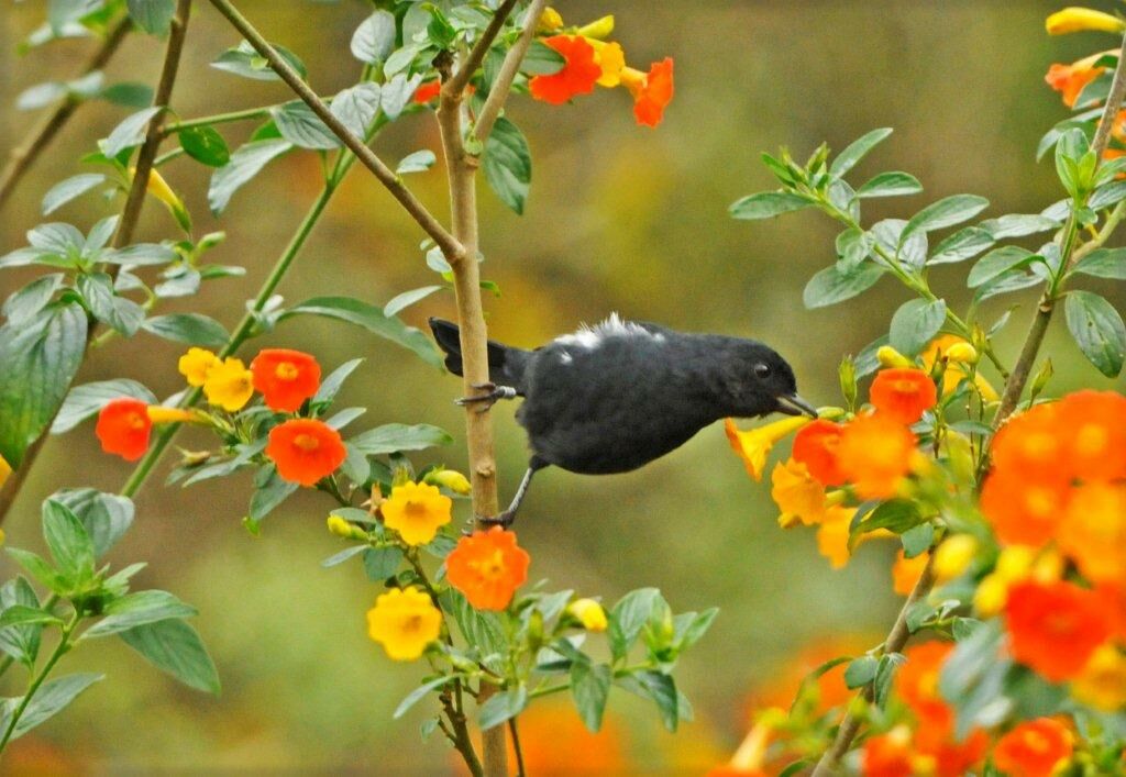 White-sided Flowerpiercer male adult