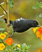 White-sided Flowerpiercer