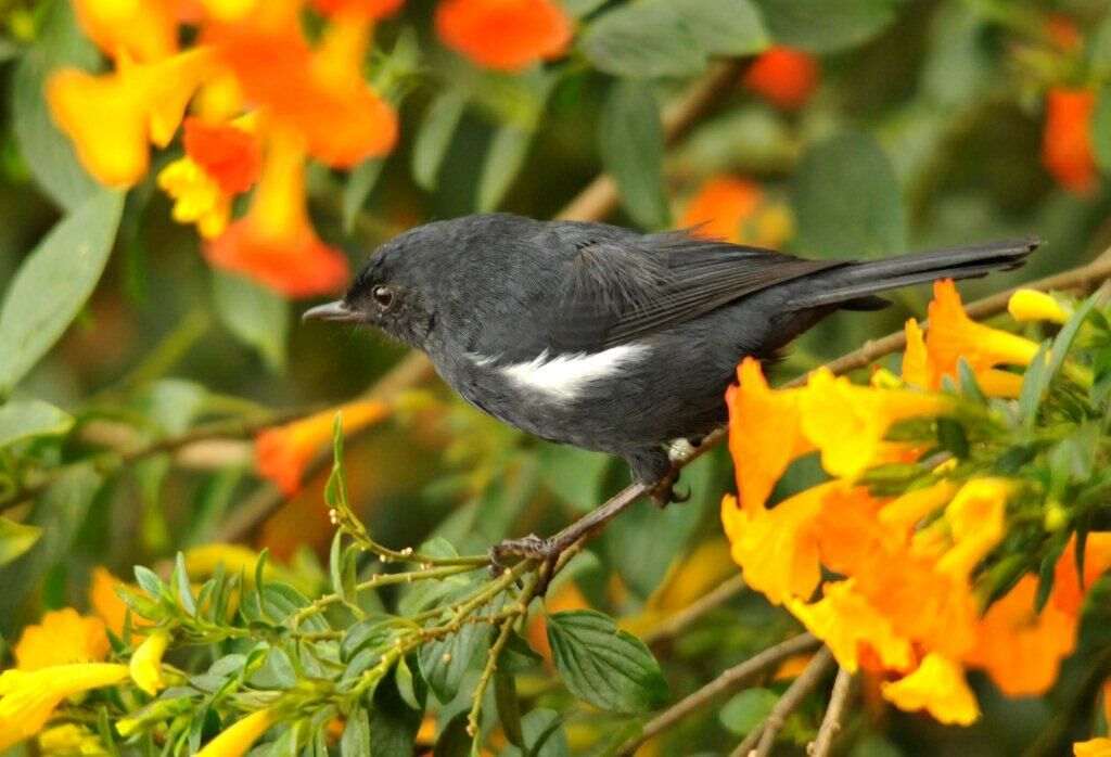 White-sided Flowerpiercer male adult