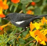 White-sided Flowerpiercer