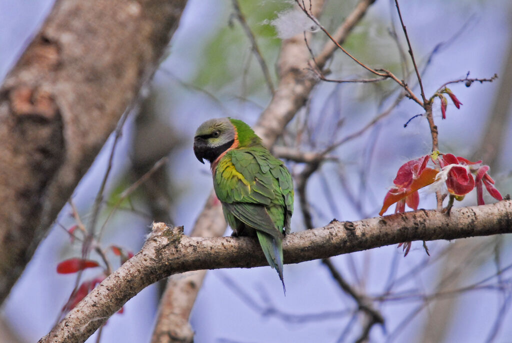 Red-breasted Parakeet