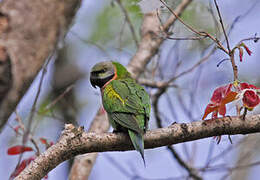 Red-breasted Parakeet