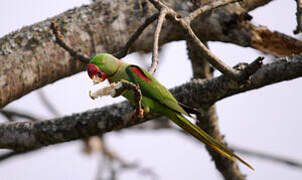 Alexandrine Parakeet