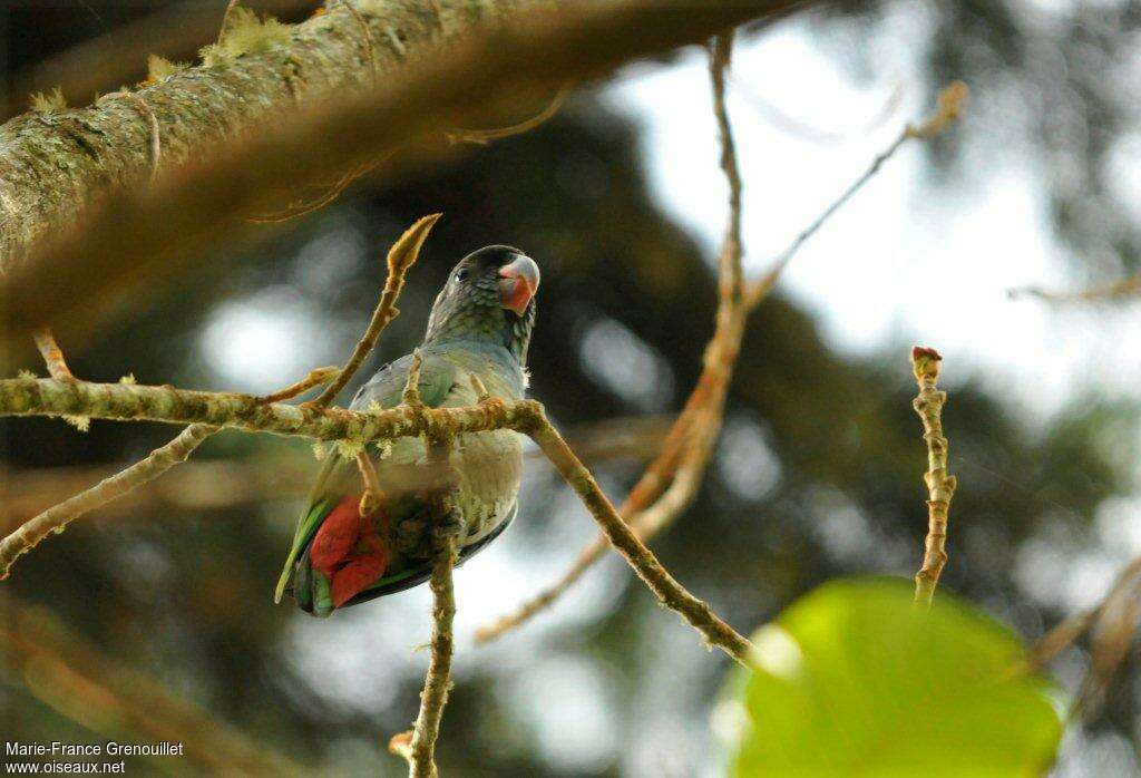 Red-billed Parrotadult, Behaviour