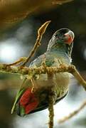 Red-billed Parrot