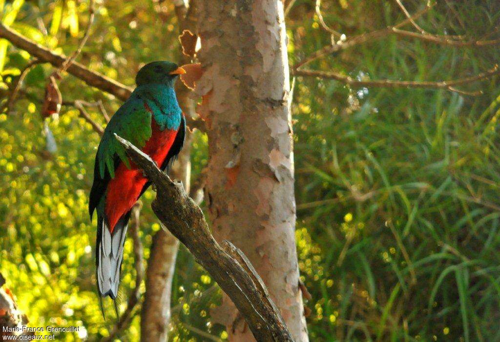 White-tipped Quetzal male adult, identification