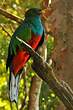 Quetzal brillant