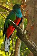 Quetzal brillant