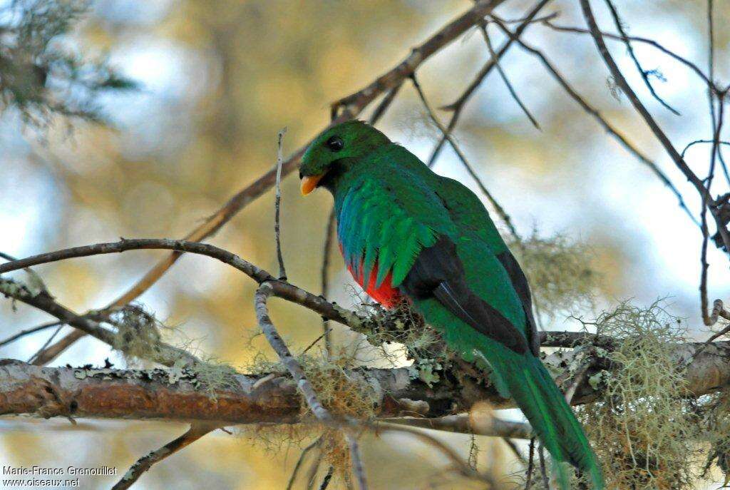 White-tipped Quetzal male adult