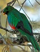 White-tipped Quetzal