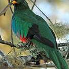 Quetzal brillant