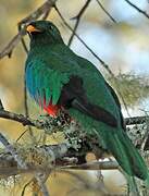 White-tipped Quetzal