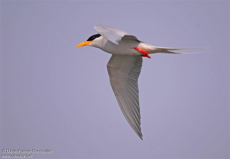 River Tern, identification