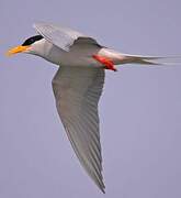 River Tern