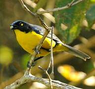 Santa Marta Mountain Tanager