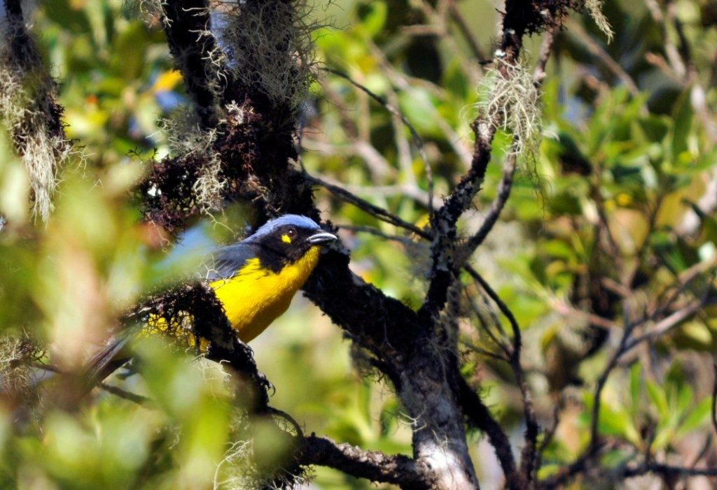 Santa Marta Mountain Tanager