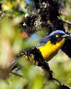 Santa Marta Mountain Tanager