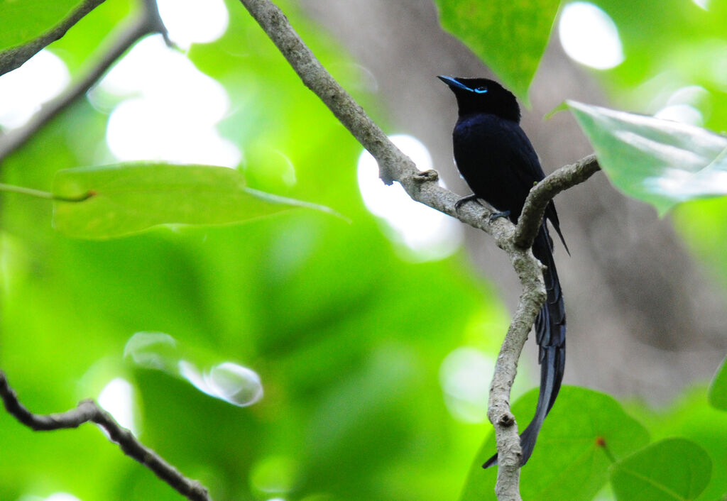 Seychelles Paradise Flycatcher male, identification