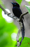 Seychelles Paradise Flycatcher