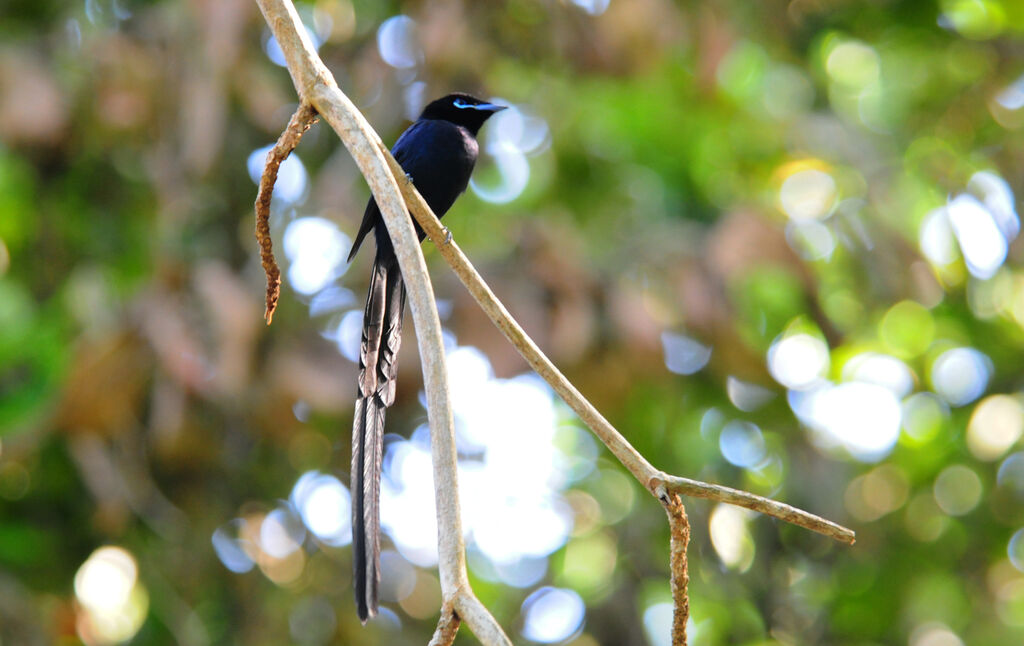 Tchitrec des Seychelles, identification