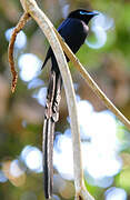 Seychelles Paradise Flycatcher