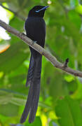 Seychelles Paradise Flycatcher