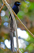 Seychelles Paradise Flycatcher