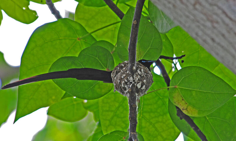 Seychelles Paradise Flycatcher male adult, Reproduction-nesting