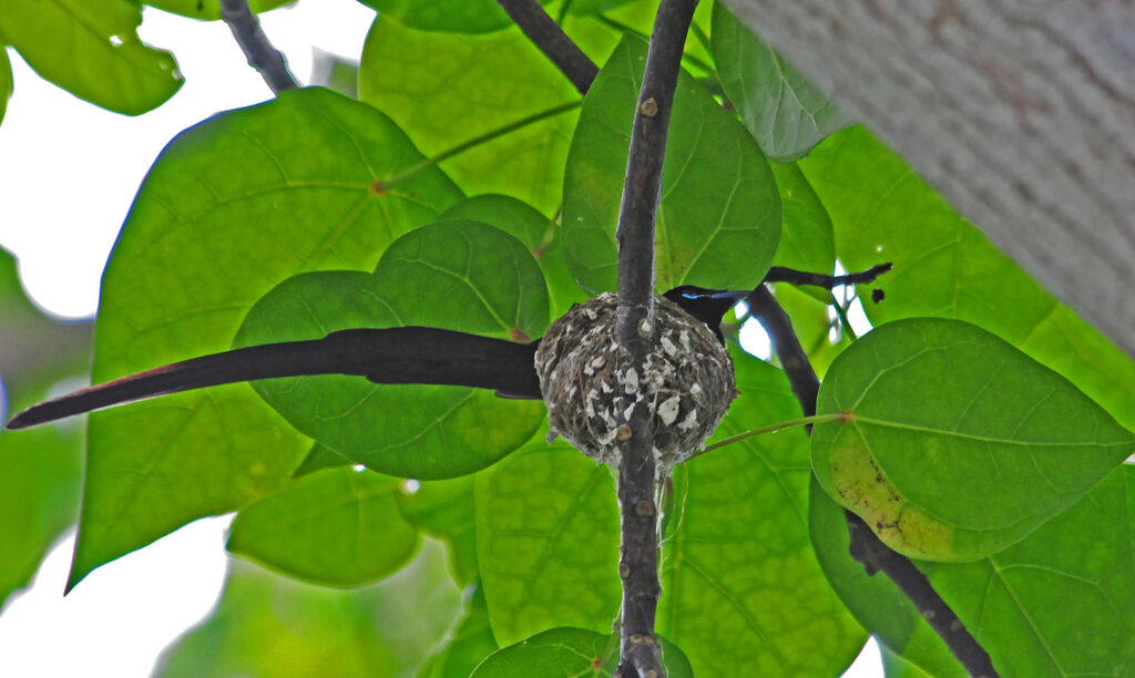 Seychelles Paradise Flycatcher male adult, Reproduction-nesting