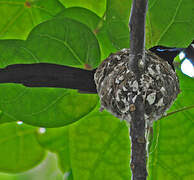 Seychelles Paradise Flycatcher