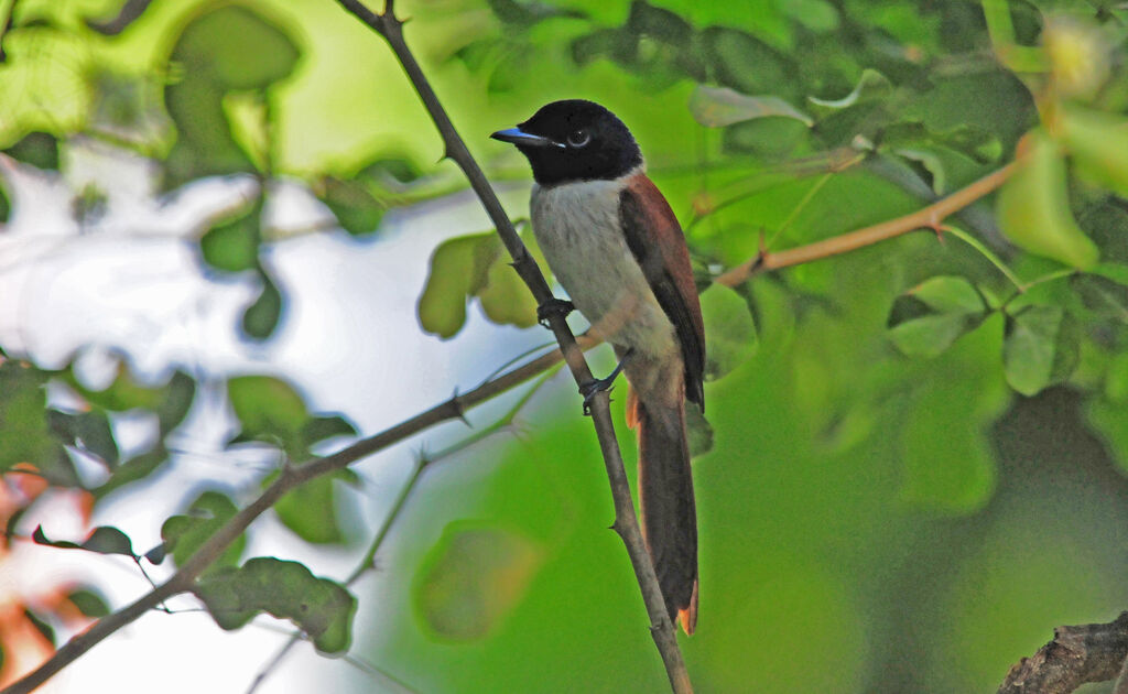 Tchitrec des Seychelles femelle adulte, identification