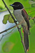 Seychelles Paradise Flycatcher