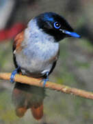 Seychelles Paradise Flycatcher