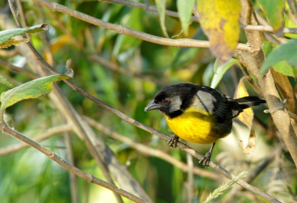 Santa Marta Brushfinchadult