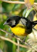 Santa Marta Brushfinch