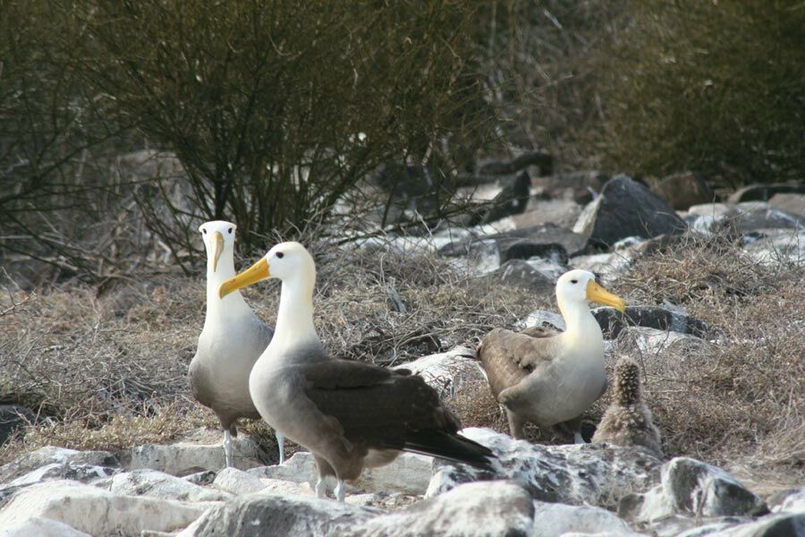 Albatros des Galapagos