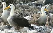 Albatros des Galapagos