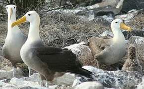 Albatros des Galapagos