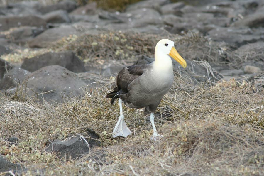 Waved Albatross