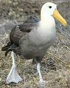 Albatros des Galapagos