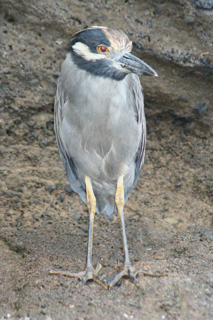 Yellow-crowned Night Heron