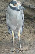 Yellow-crowned Night Heron