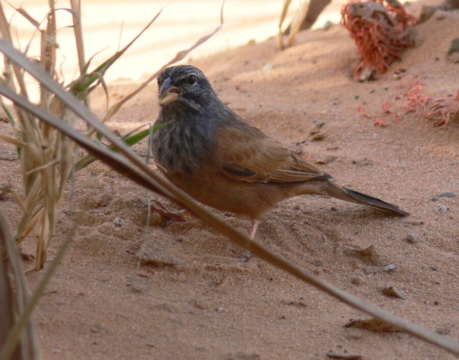 Bruant du Sahara