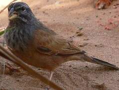 House Bunting