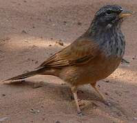 House Bunting